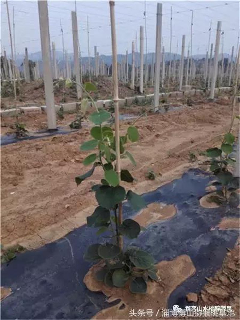 五河夏台红心猕猴桃基地直供水果，如何选择最合适的直销平台？