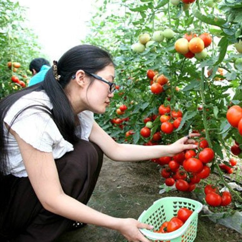 五河夏台红心猕猴桃基地欢迎您前来生态采摘！这片充满生机的土地上，每一颗果实都承载着大自然的馈赠与匠心的呵护。今天，让我们一起走进这个鲜果种植的世界，感受它带来的清新空气和甜蜜滋味。