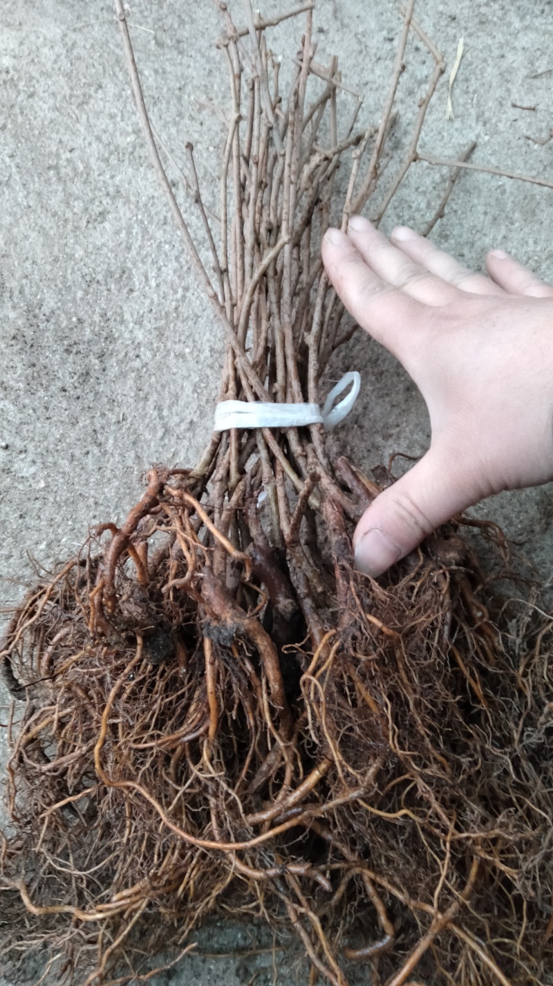 有机农业：从零开始的种植指南