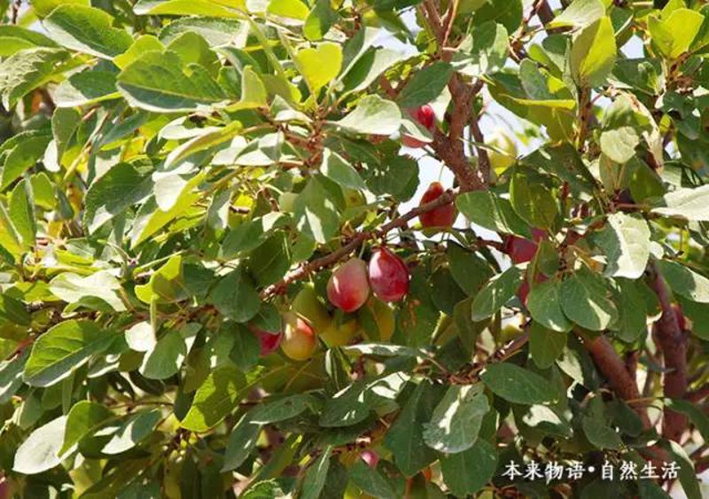 有机农业：种植者的绿色梦想